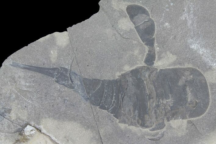 Eurypterus (Sea Scorpion) Fossil - New York #179508